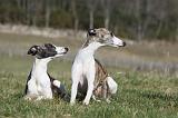 WHIPPET 372